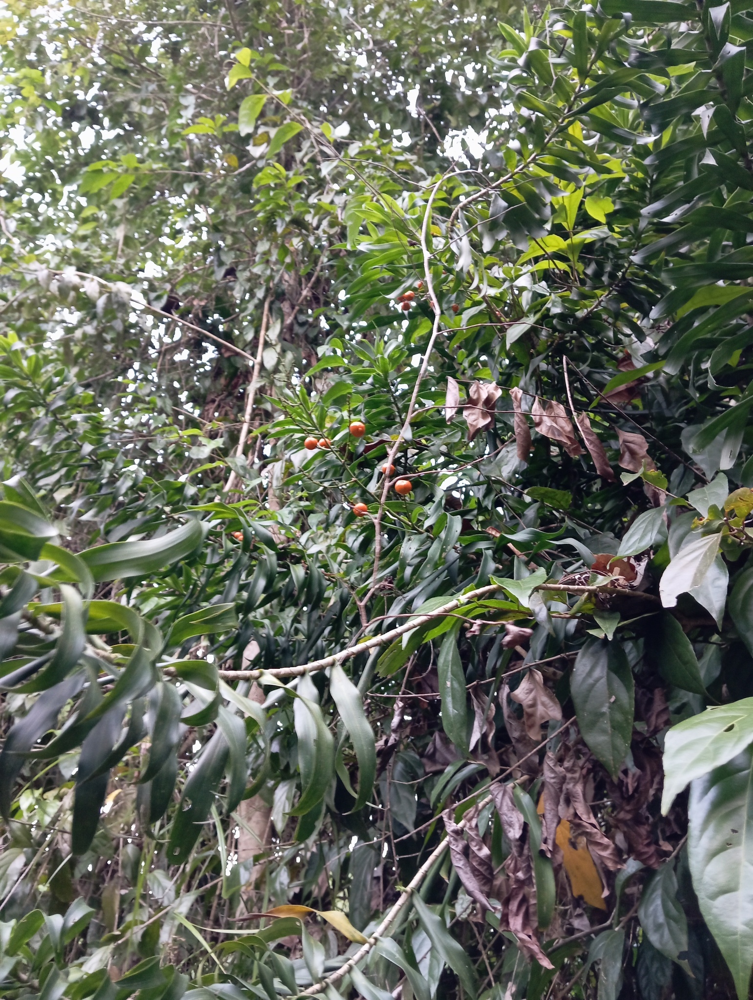 Imagem de Dracena Reflexa