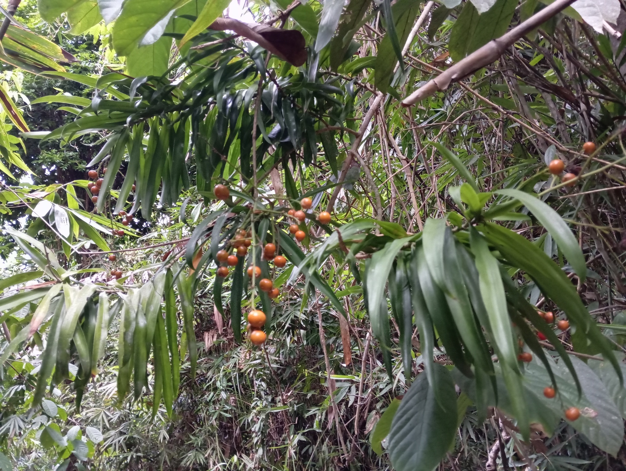Imagem de Dracena Reflexa