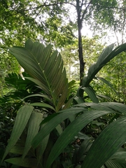 Pinanga coronata