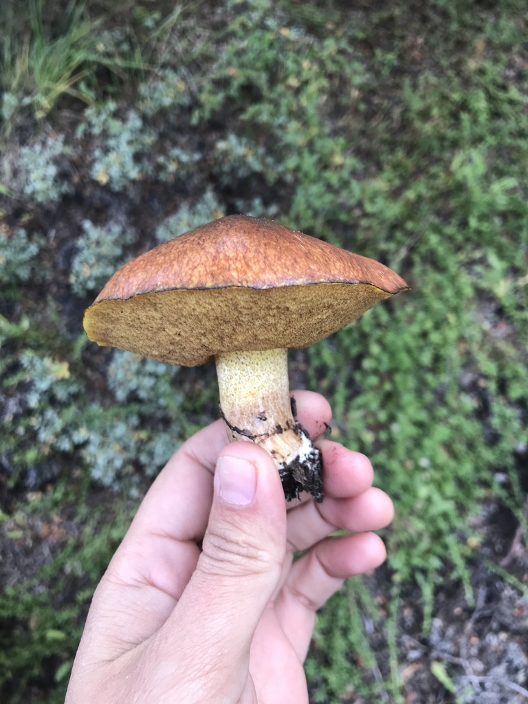 Suillus luteus · April 2024 · photo: © tutitah (iNaturalist, cc0)