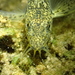Pyrenean Stone Loach - Photo (c) Julien Renoult, some rights reserved (CC BY), uploaded by Julien Renoult
