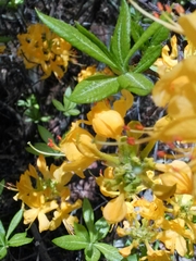 Rhododendron luteum
