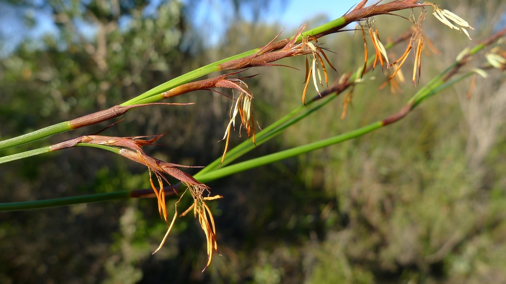 Thick Twist Rush (Budawang Coast plant species Part 1 (A-E)) · iNaturalist