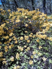 Rhododendron luteum
