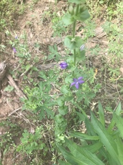 Triodanis biflora