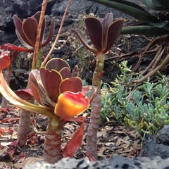 Gibbiflorae