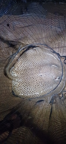 ゴウシュウオトメエイ