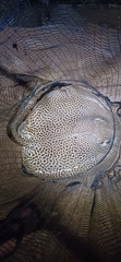 ゴウシュウオトメエイ