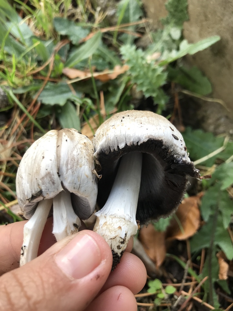 Coprinopsis romagnesiana · April 2024 · photo: © tutitah (iNaturalist, cc0)