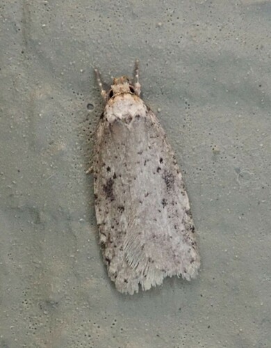 Canadian Agonopterix Moth photo 4