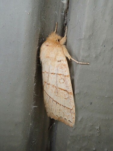 Citrine Sallow photo 3