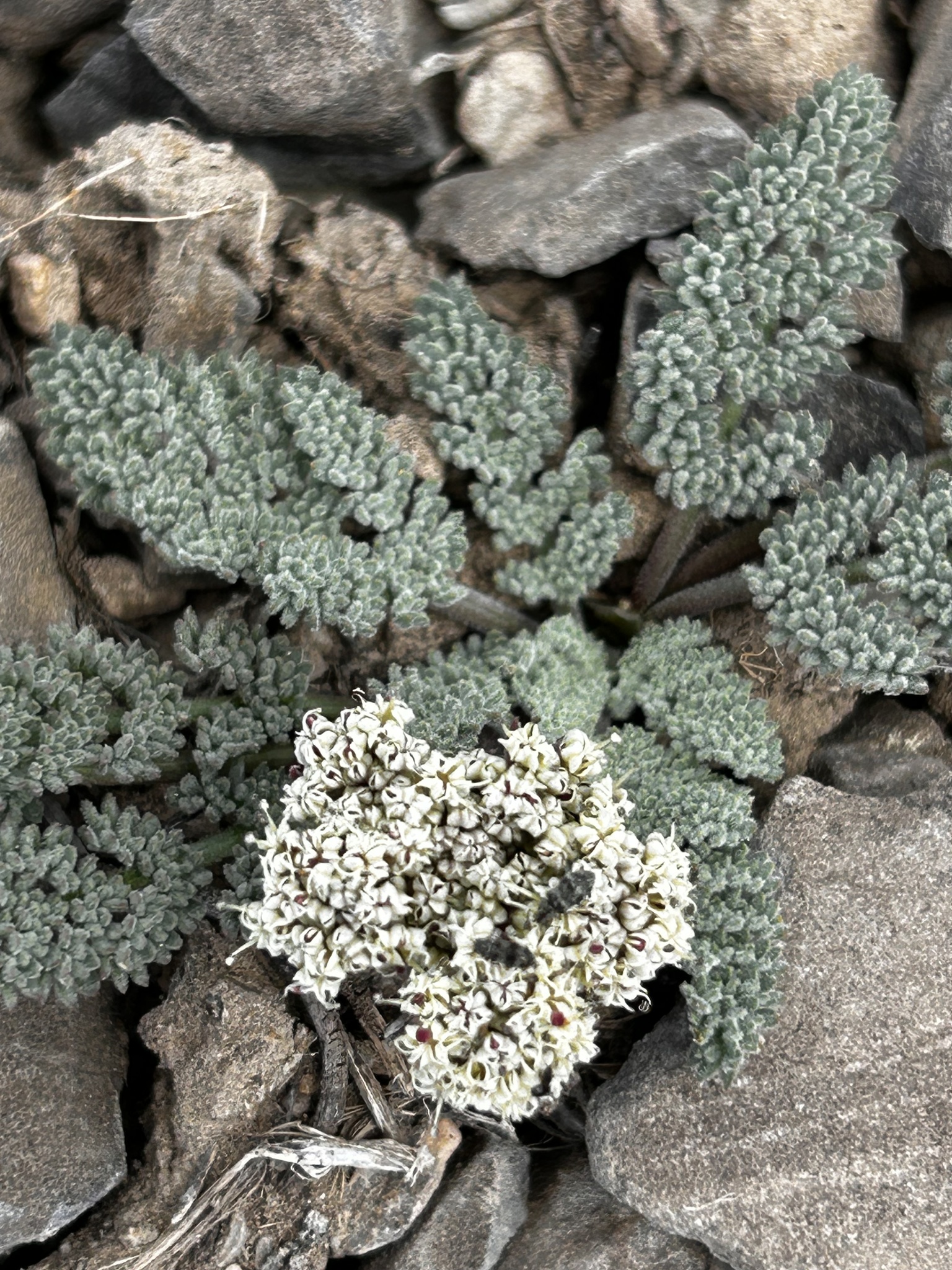 Lomatium ravenii