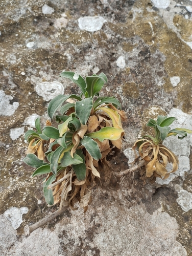 Silene hifacensis, photograph 1