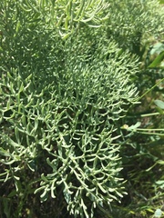Lomatium columbianum