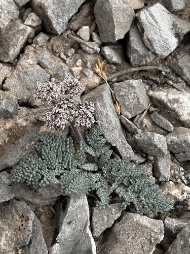 raven's lomatium (Lomatium ravenii)