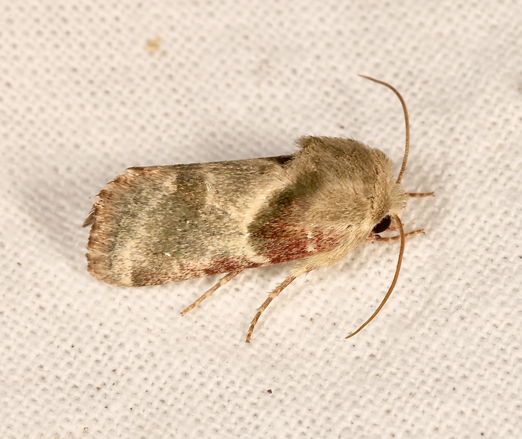 Schinia olivacea