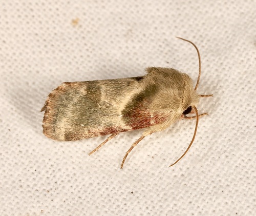 Schinia olivacea