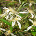 Australian Clematis - Photo (c) Tony Rodd, some rights reserved (CC BY-NC-SA)