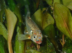 Phoxinus septimaniae