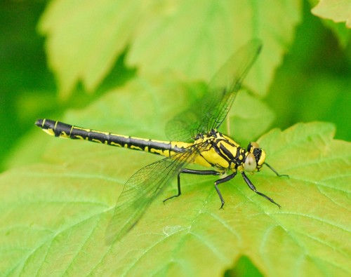 Common Clubtail