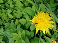 Platycheirus manicatus