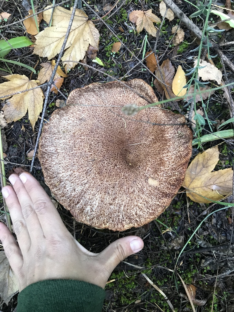 Suillus lakei · April 2024 · photo: © tutitah (iNaturalist, cc0)