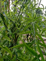 Clinacanthus nutans