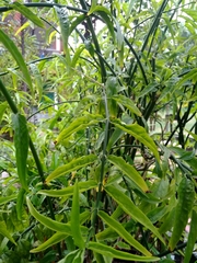 Clinacanthus nutans