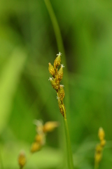 Carex bicknellii