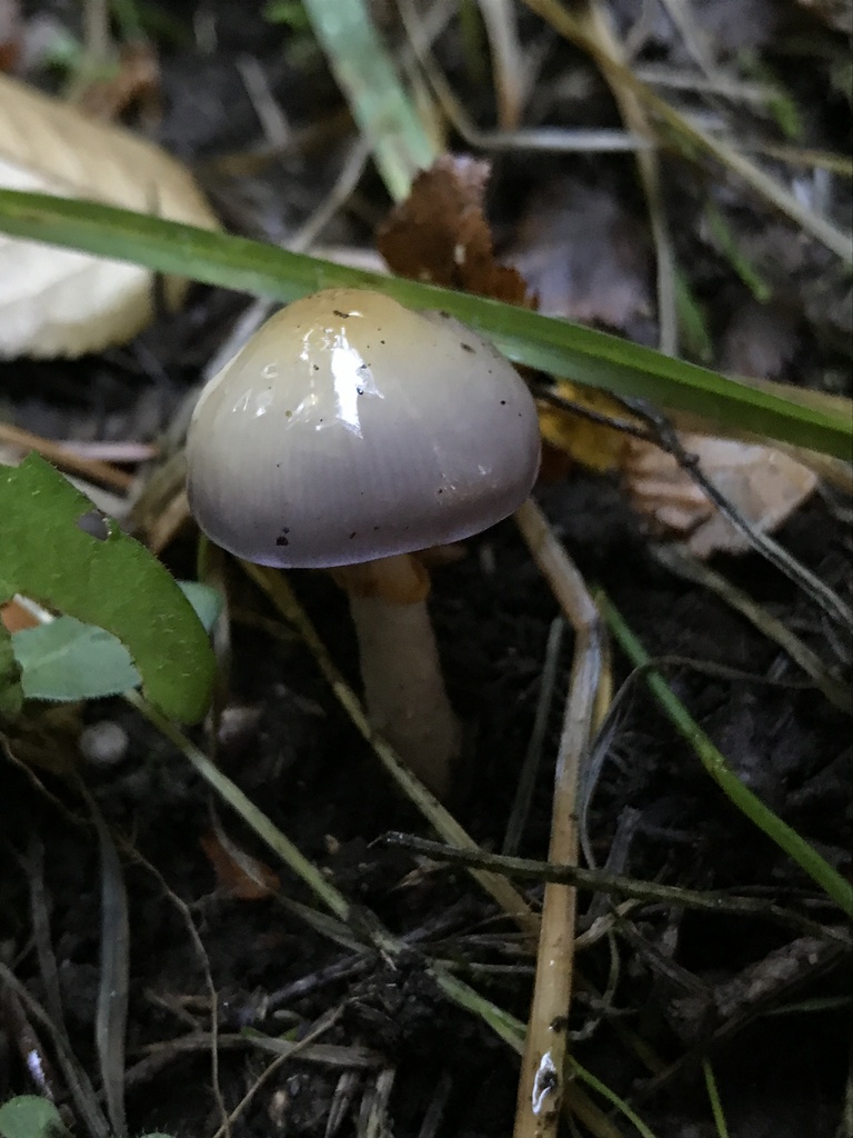 Thaxterogaster magellanicus · April 2024 · photo: © tutitah (iNaturalist, cc0)