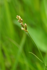 Carex bicknellii