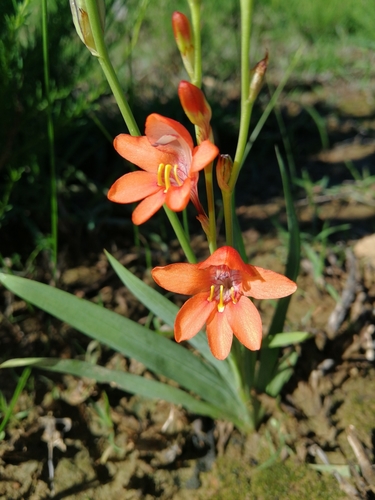 Tritonia laxifolia (Klatt) Benth. & Hook.f. ex Baker