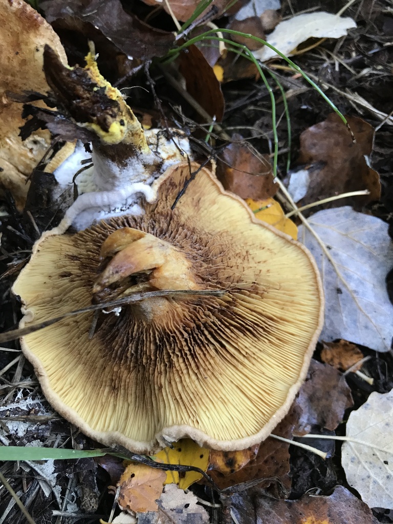 Paxillus involutus · April 2024 · photo: © tutitah (iNaturalist, cc0)