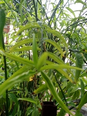 Clinacanthus nutans