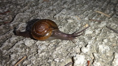 Macrochlamys nitidissima