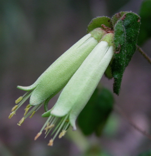 Correa reflexa (Labill.) Vent.