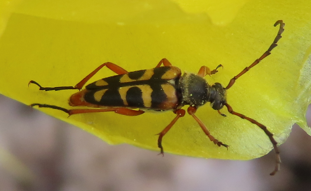 Notch-tipped Flower Longhorn Beetle from Burnet County, TX, USA on