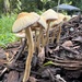 Agrocybe retigera - Photo (c) Finca Gaia, some rights reserved (CC BY-NC), uploaded by Finca Gaia