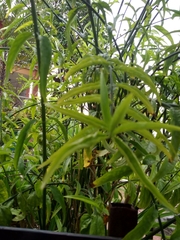 Clinacanthus nutans