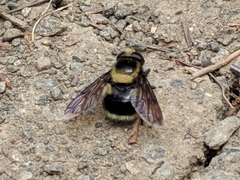 Volucella bombylans