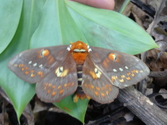 Procitheronia fenestrata