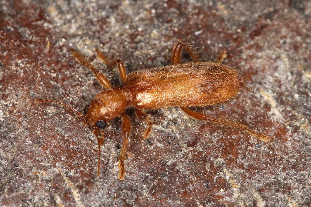 Opilo pallidus