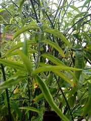 Clinacanthus nutans
