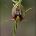 Bonnet Orchid - Photo (c) David Midgley, some rights reserved (CC BY-NC-ND)