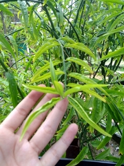 Clinacanthus nutans