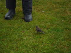 Cinclodes antarcticus