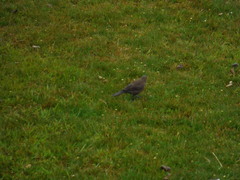 Cinclodes antarcticus