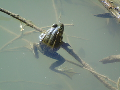 Pelophylax kurtmuelleri