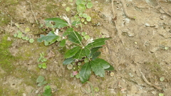 Chêne vert (Quercus ilex) — photo 2