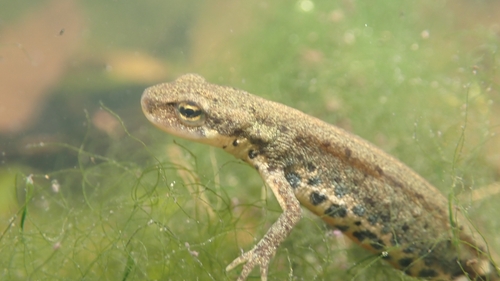 Portuguese Smooth Newt, 2565 Maxial, Portugal, photo 7 of 10